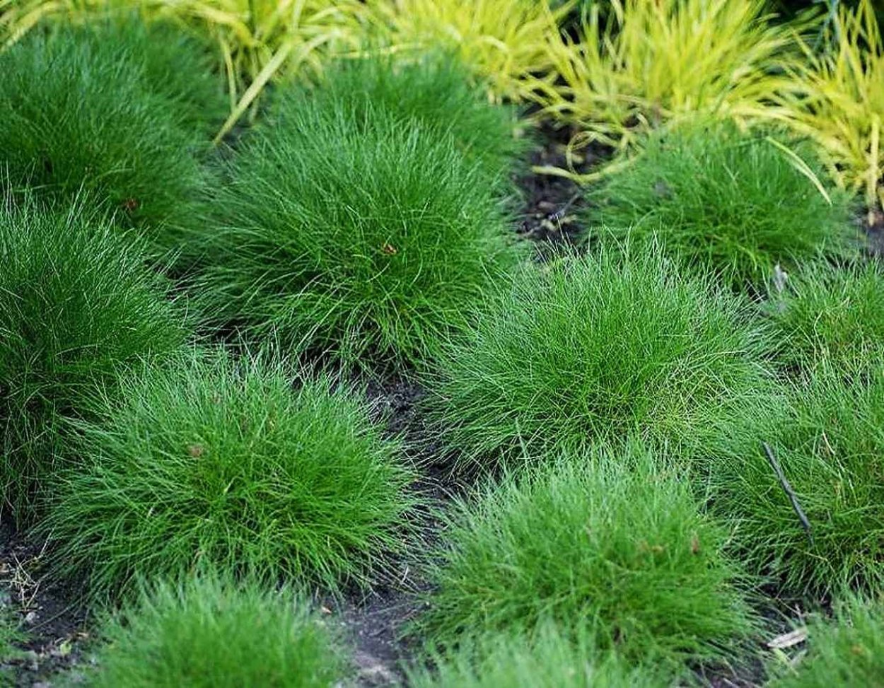 Императа овсяница