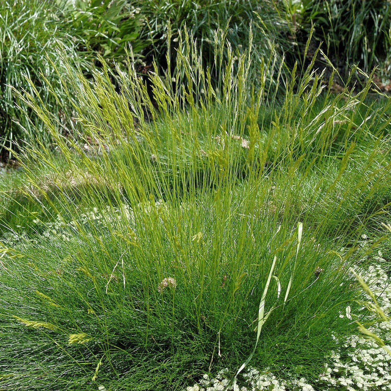 Мискантус китайский