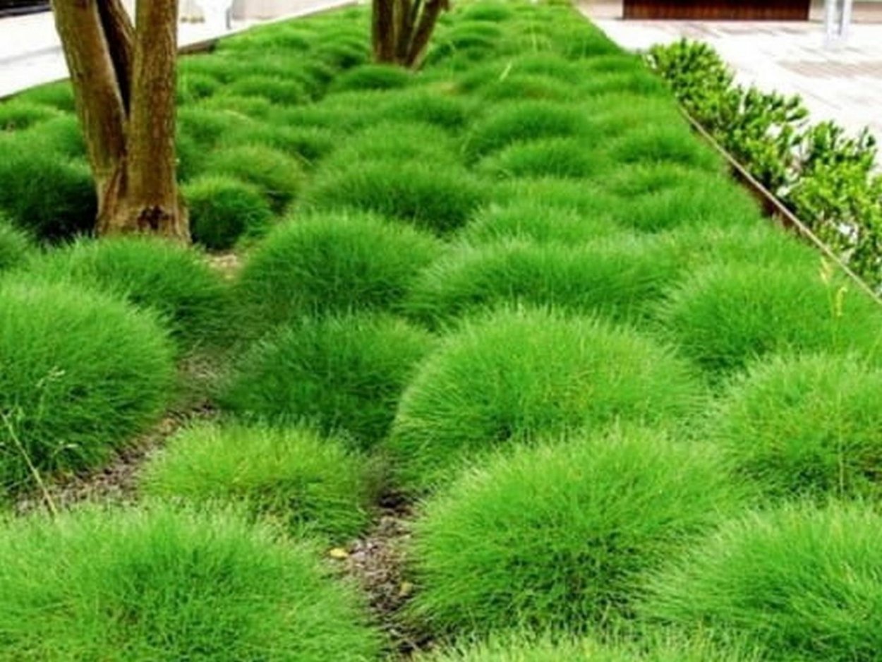 Овсяница валисская