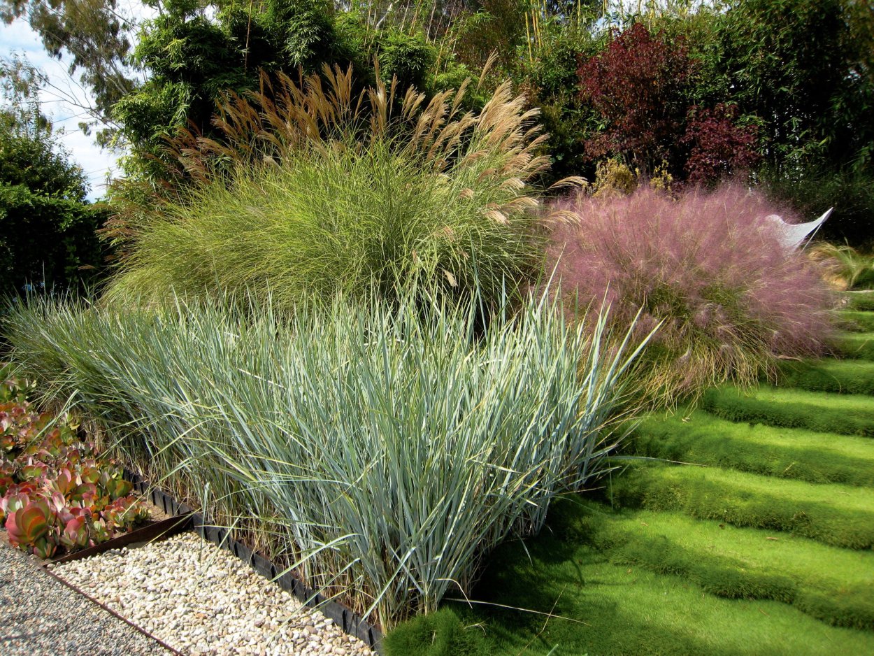 Овсяница сизая