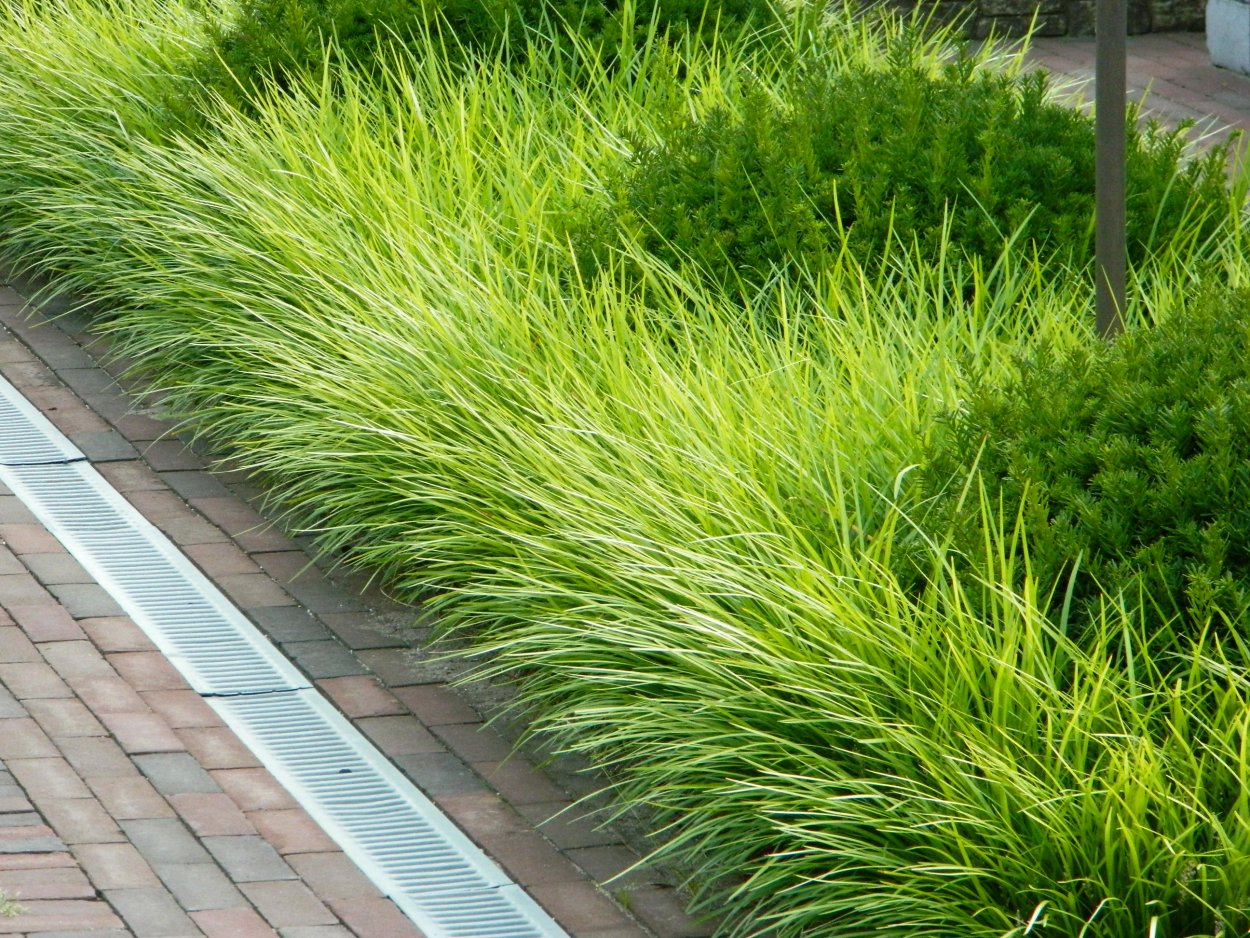 Овсяница сизая синичка