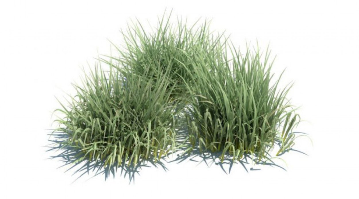 Овсяница Полесская