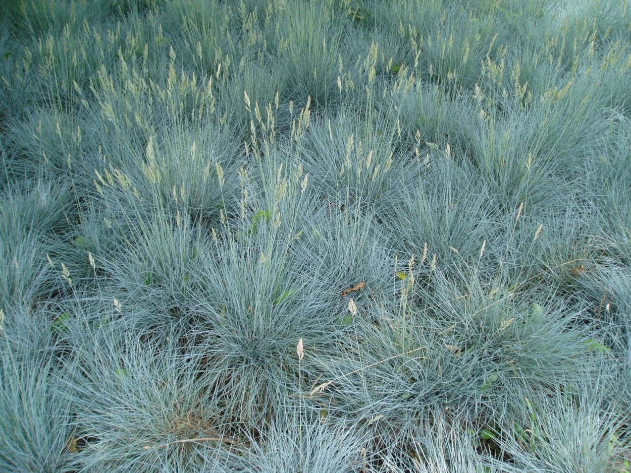 Овсяница Готье