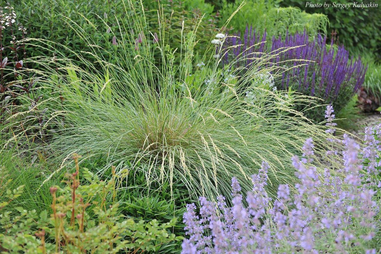 Овсец вечнозелёный ( Helictotrichon sempervirens)
