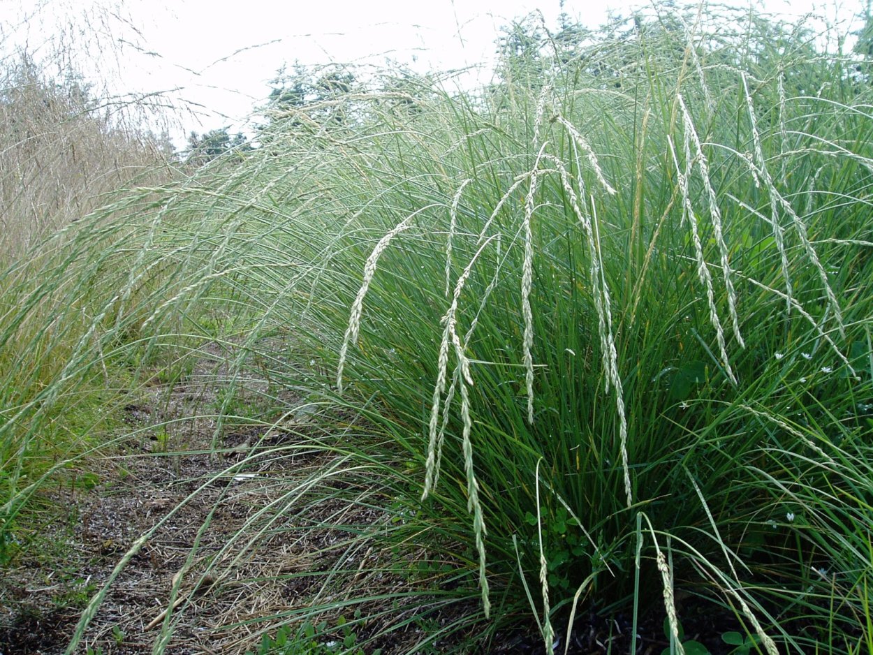 Овсяница Мэйери