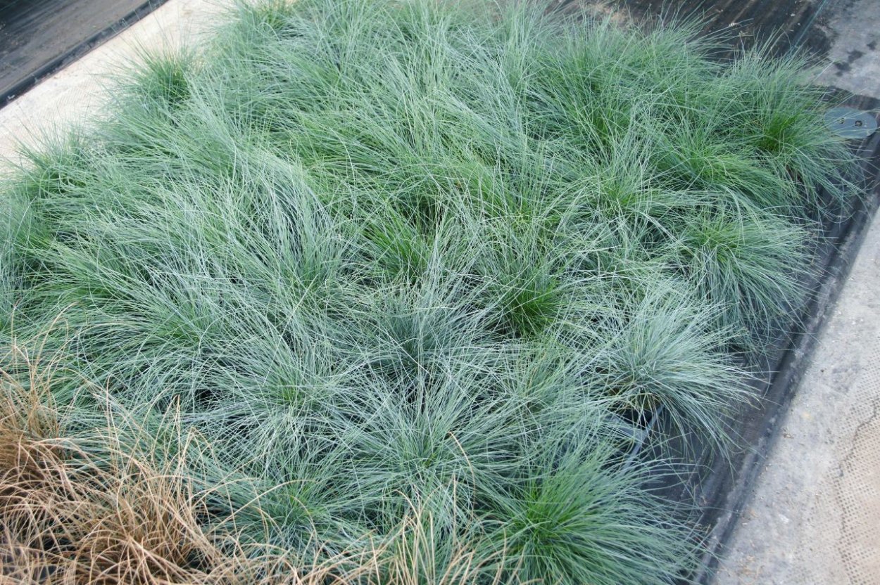 Овсяница сизая Фредди