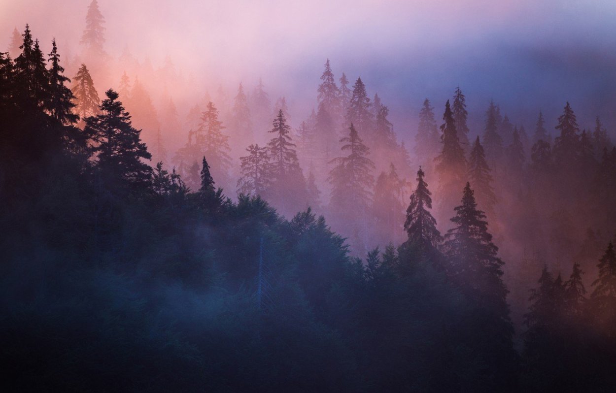 Сосновый лес Эстетика