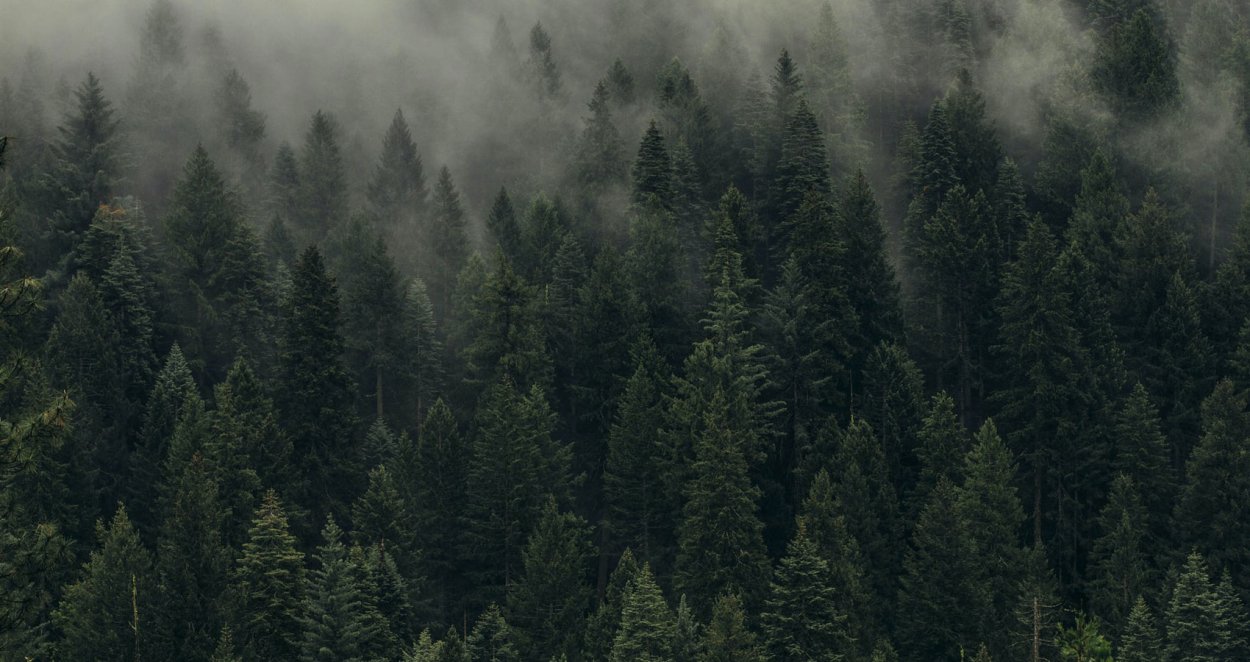 Хвойный Бор еловый Эстетика