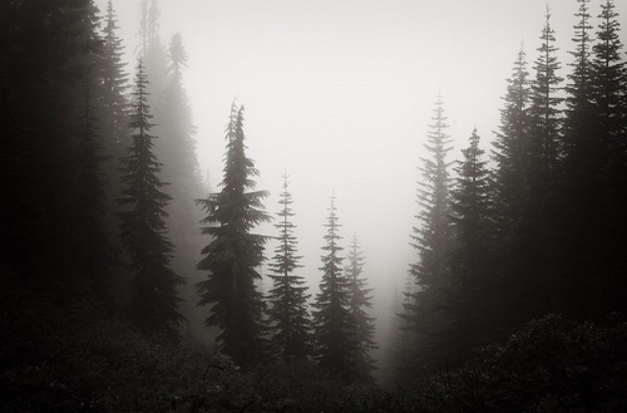 Ель на темном фоне