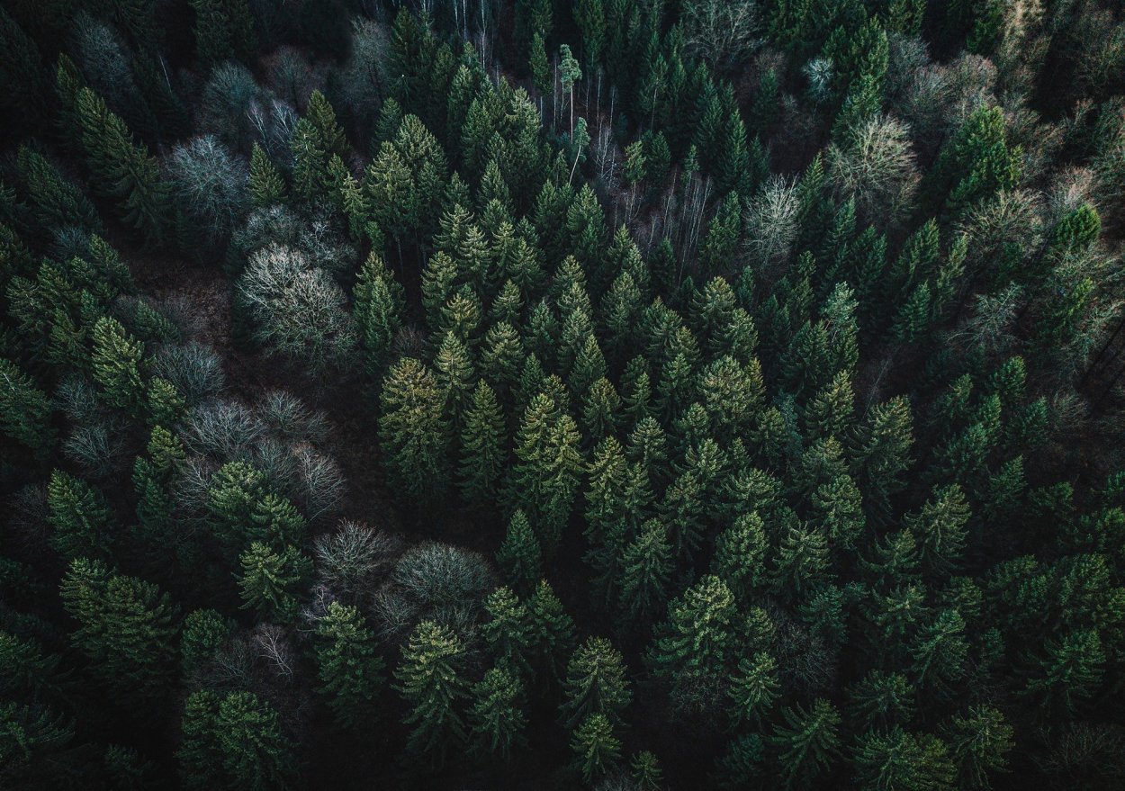 Мрачный еловый лес