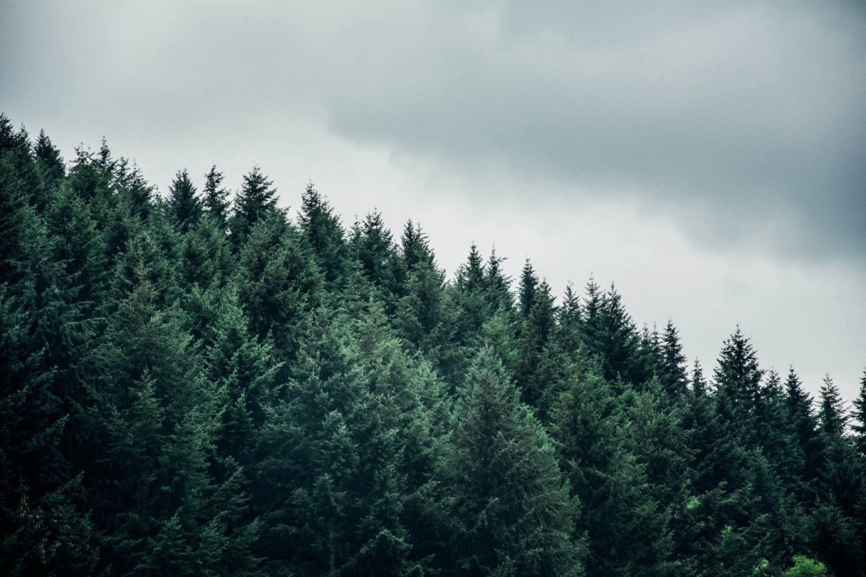 Лес в тумане