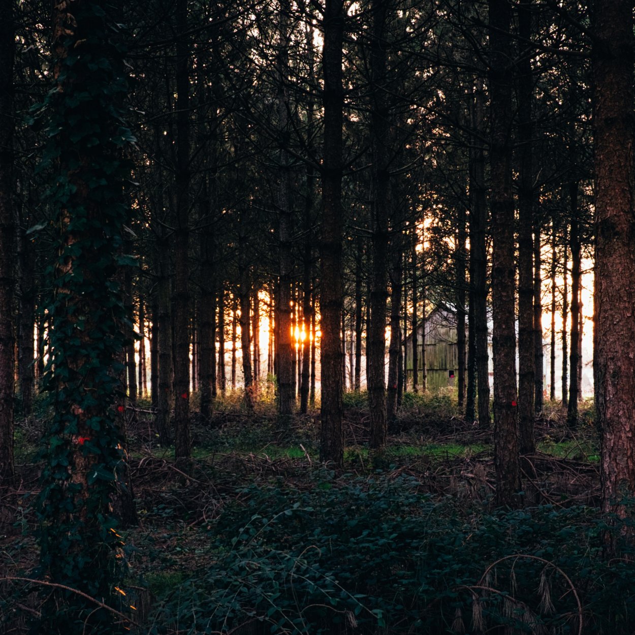 Хвойные темные леса