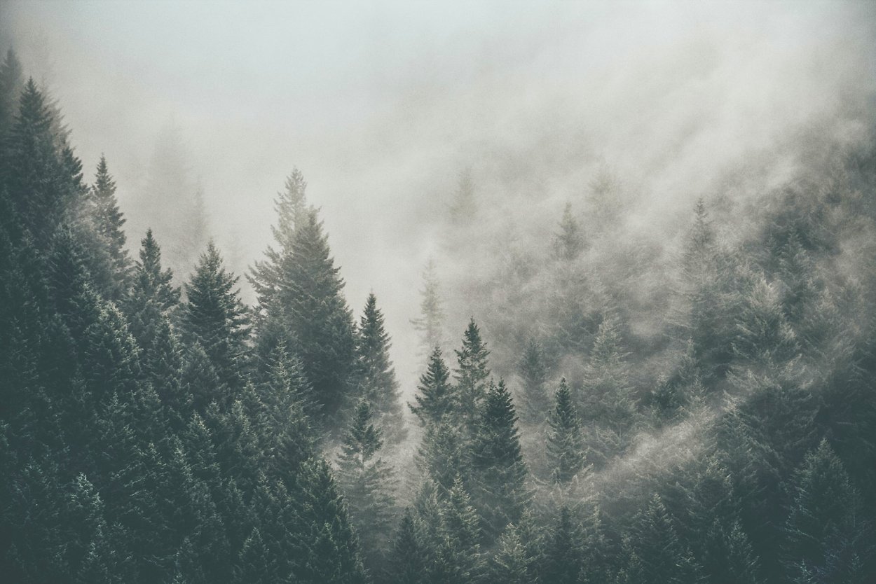 Ель в темном лесу