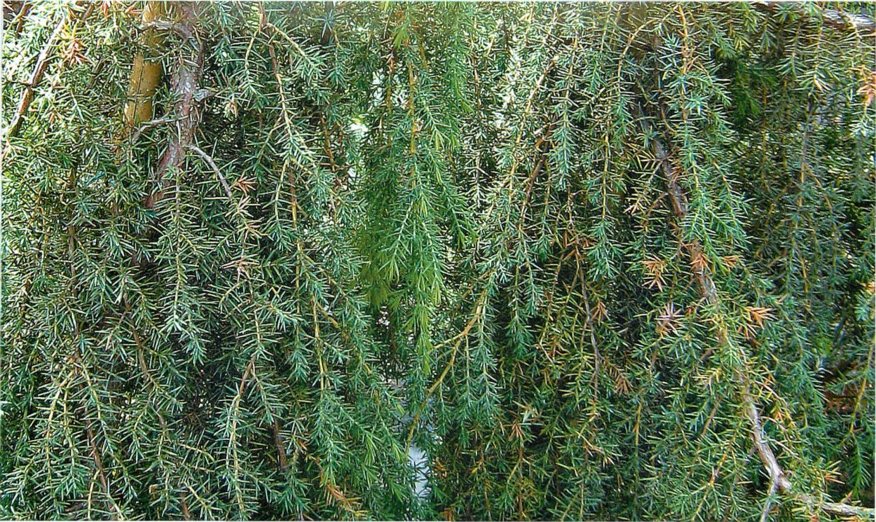 Верес кустарник хвойный