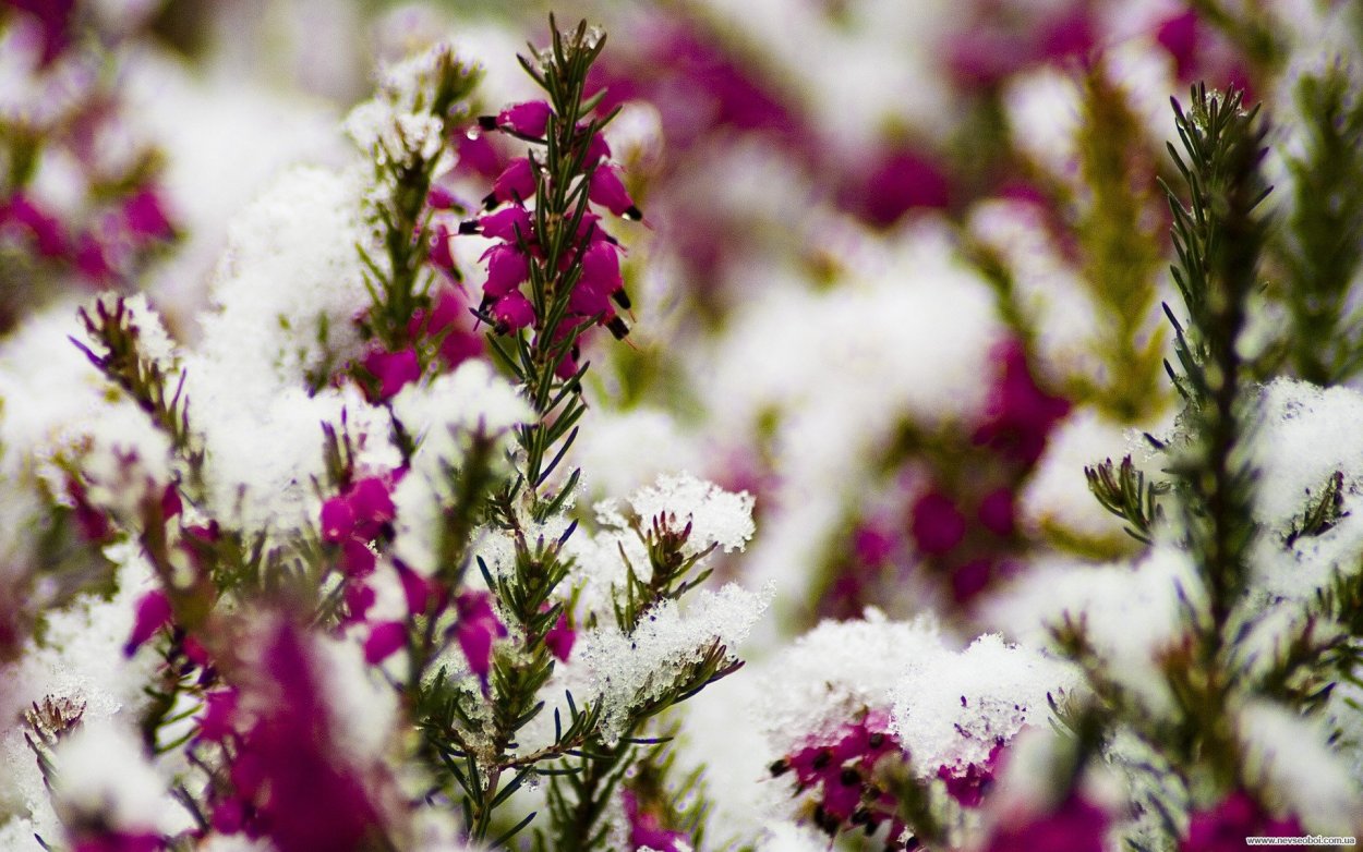 Вереск под снегом