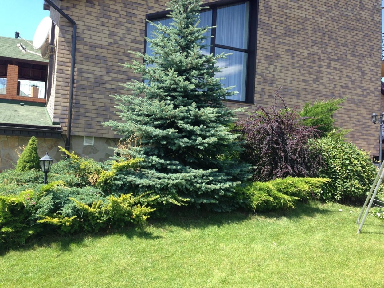 Пихта Нордмана голубая