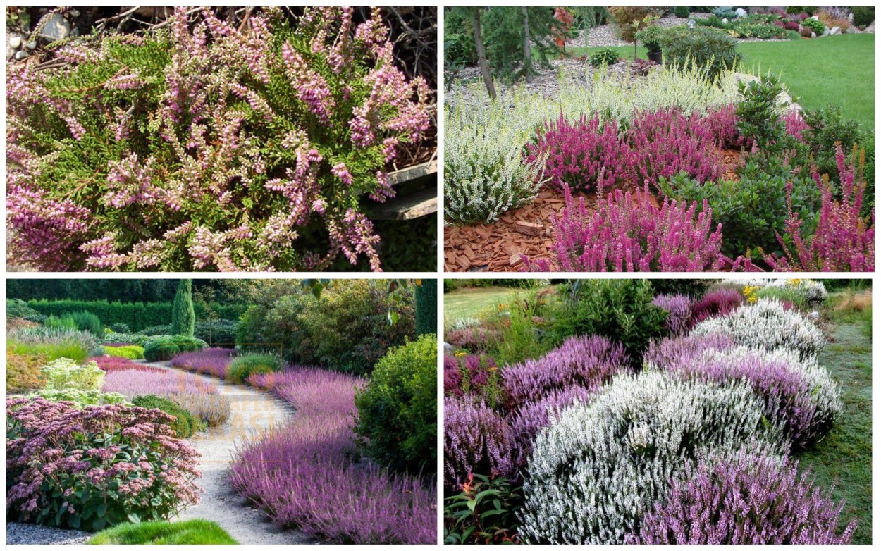 Вереск и можжевельник