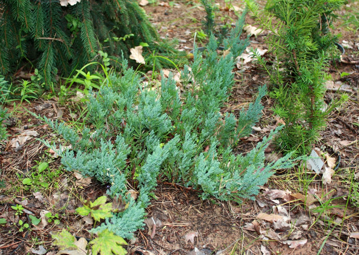 Можжевельник горизонтальный Хугхес