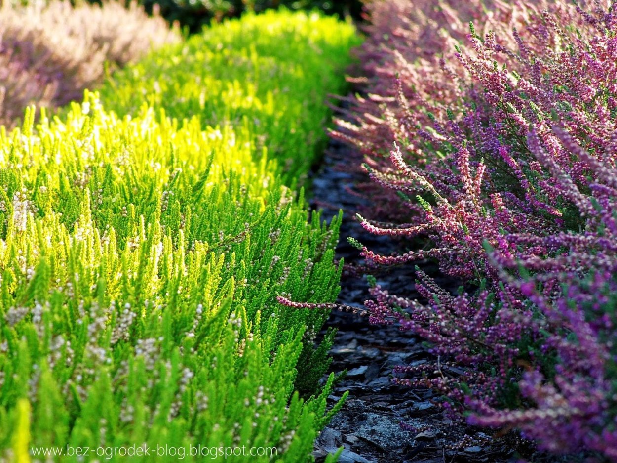 Calluna vulgaris Madonna
