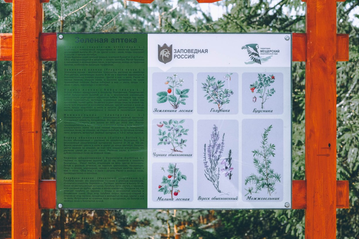 Вереск Лесной хвойный