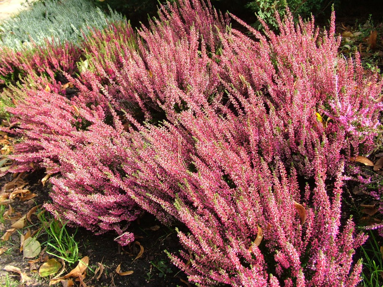 Каллуна Марлен обыкновенная