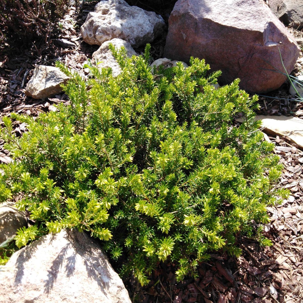 Верес кустарник хвойный