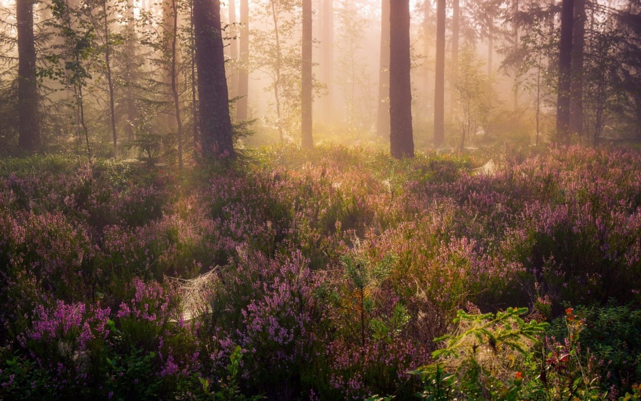 Веслянский Бор верещатник