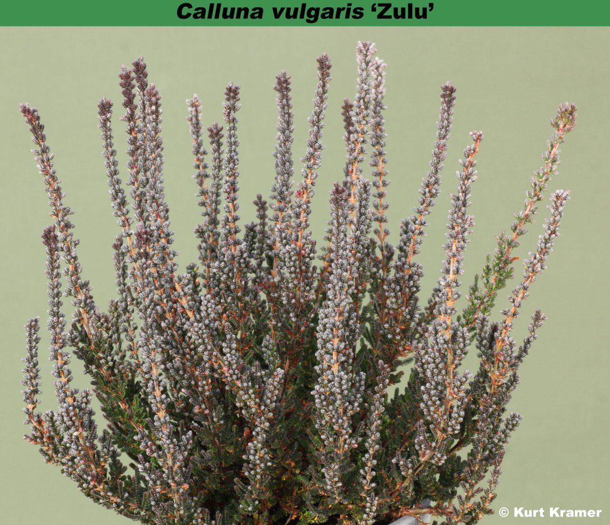 Вереск коричневеет