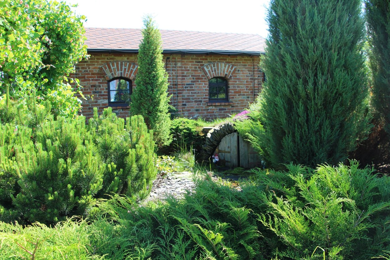 Можжевельник Вересковый