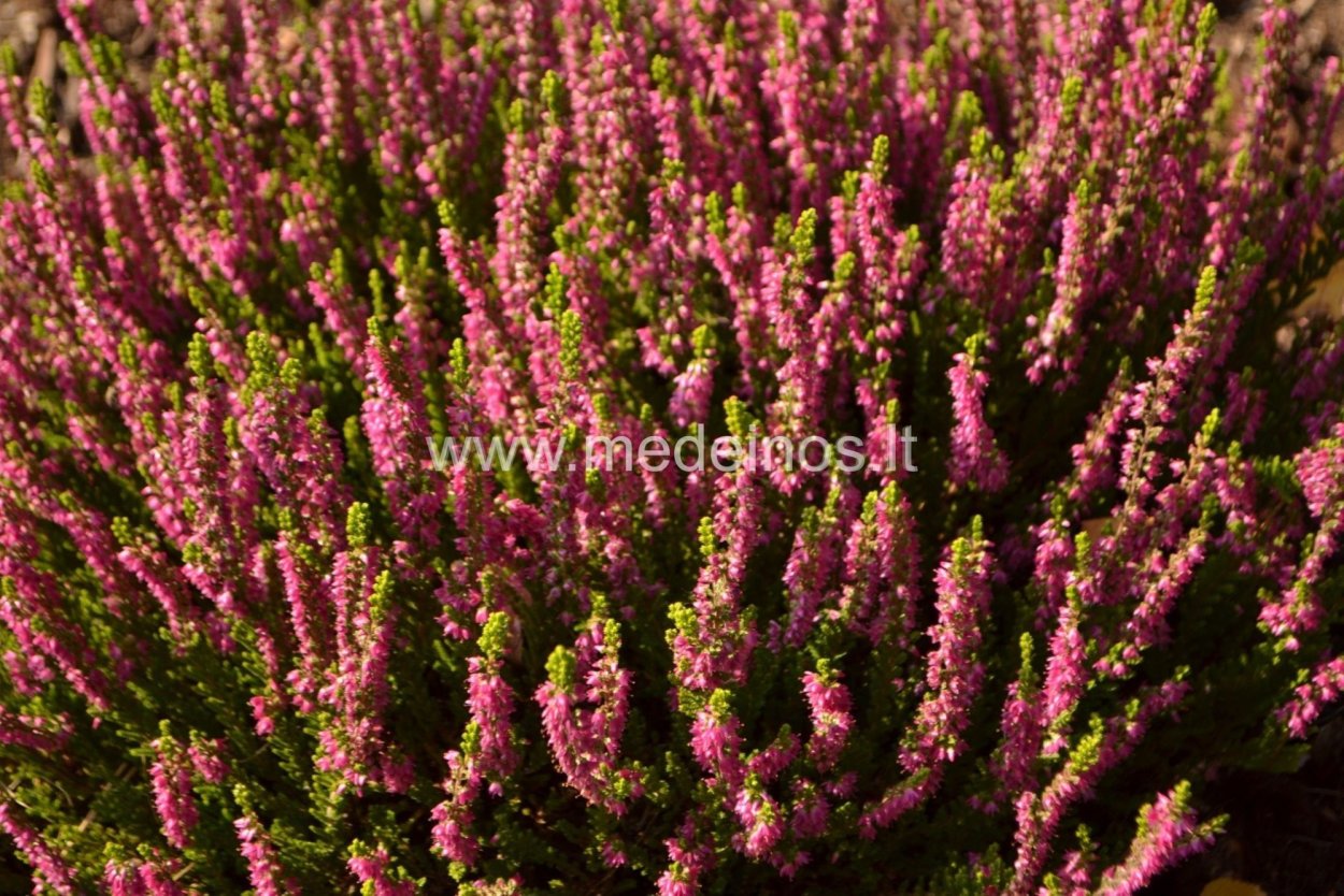 Calluna vulgaris Amethyst