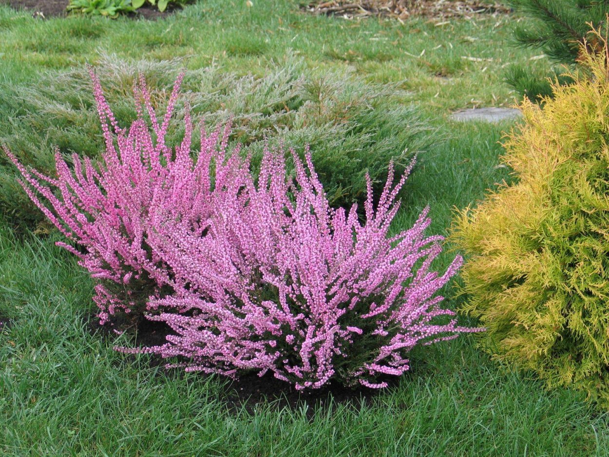 Вереск Афродита