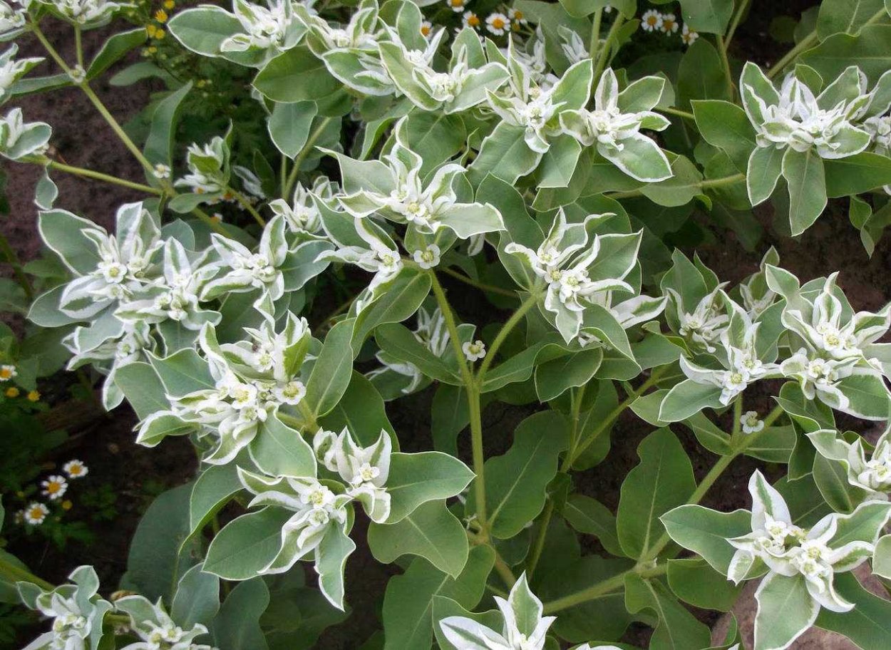 Иберис вечнозеленый — Iberis sempervirens