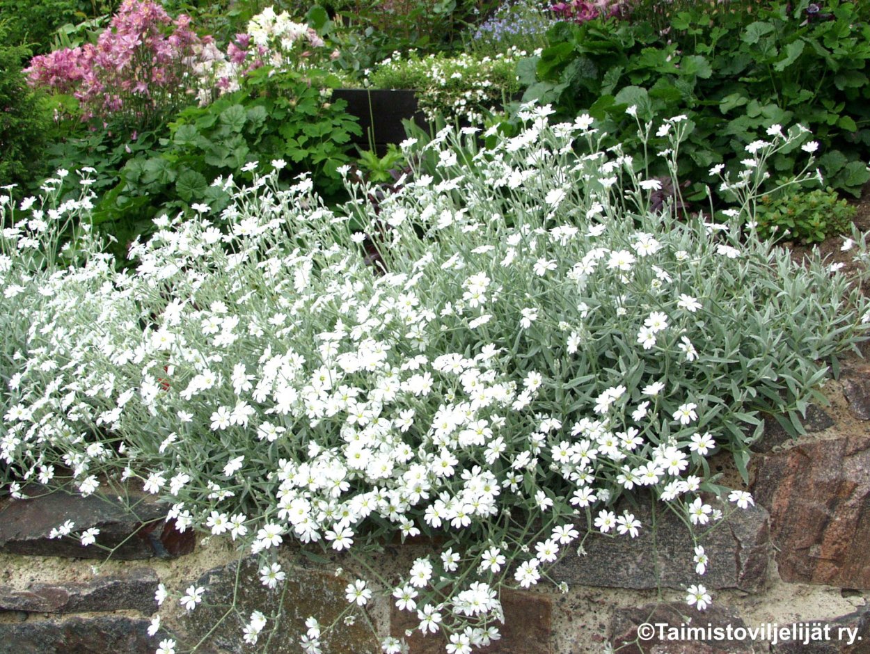 Колокольчик персиколистный (Campanula persicifolia)