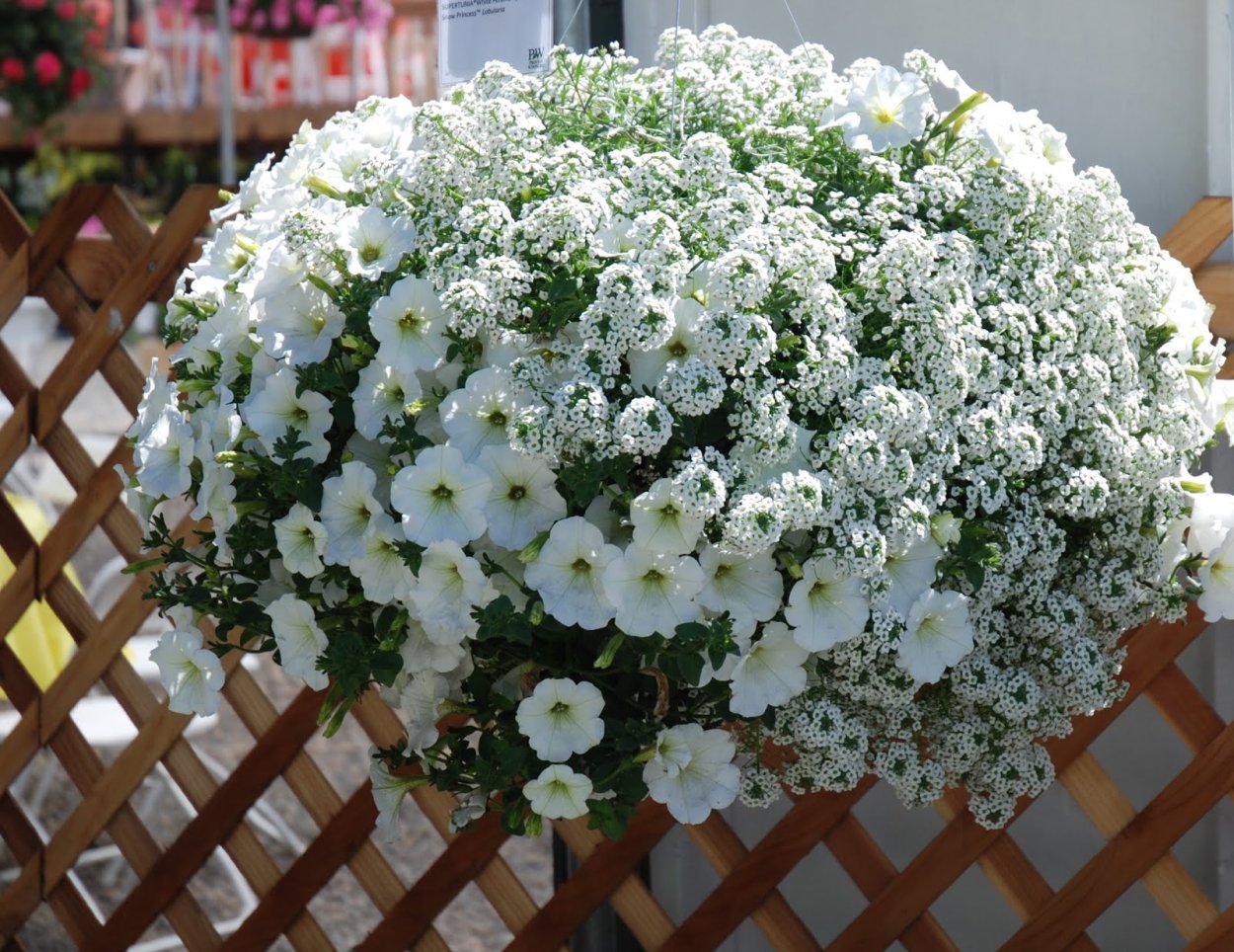 Кампанула Аданса