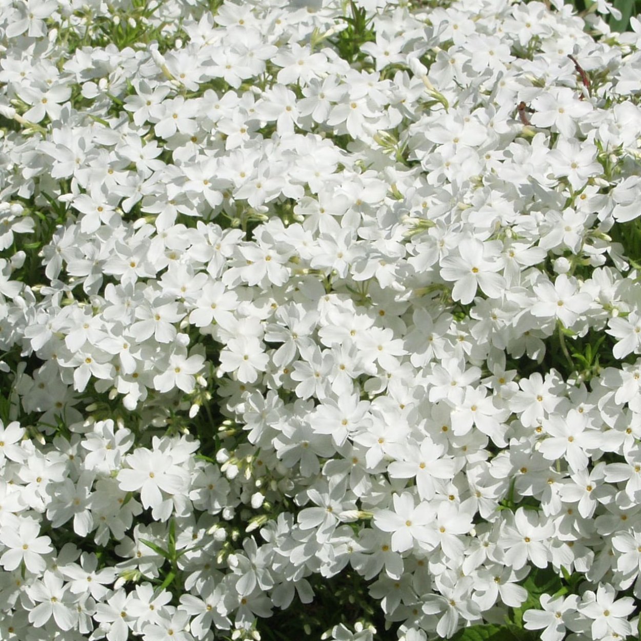 Флокс растопыренный Уайт Парфюм