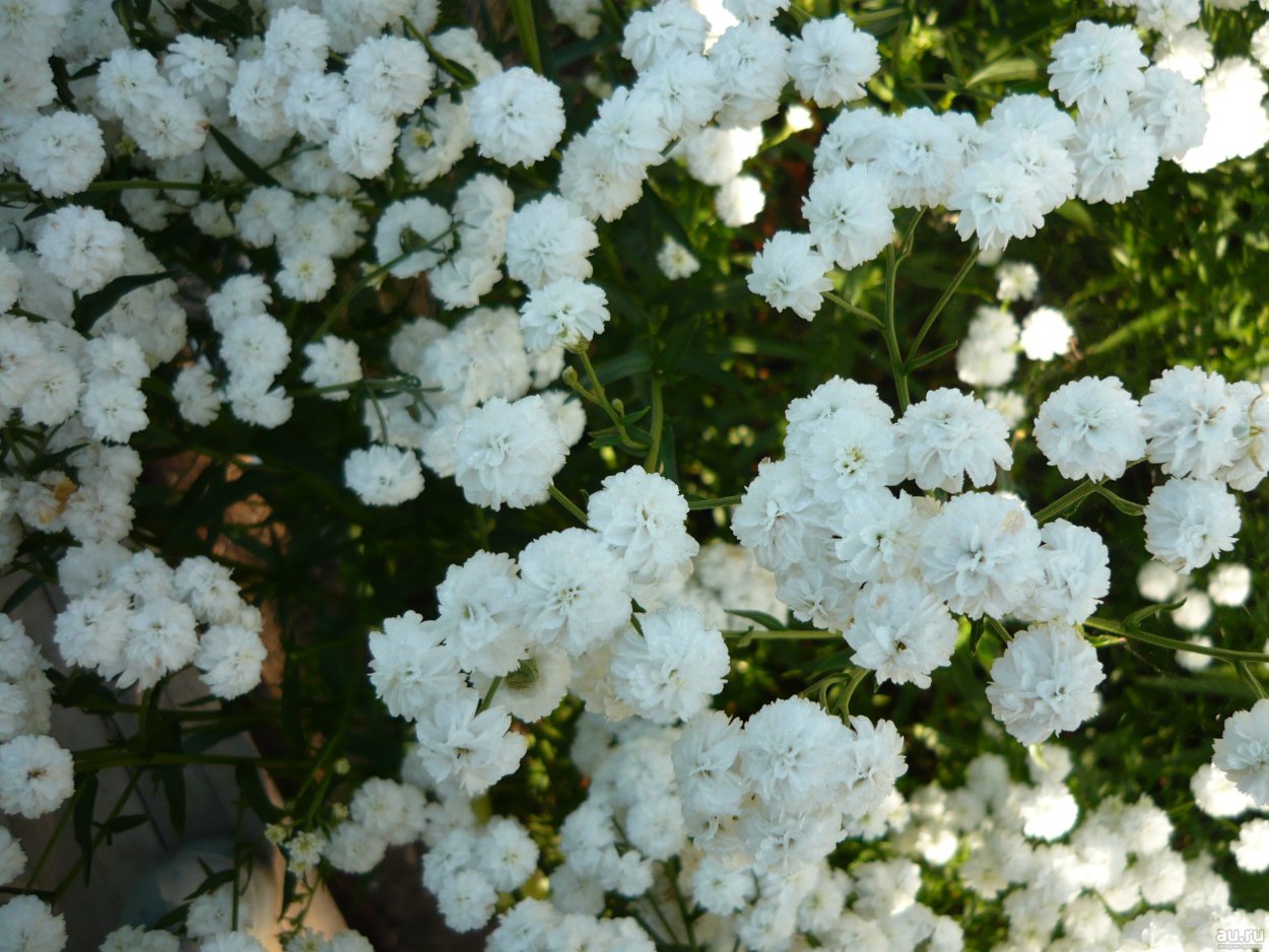 Молочай окаймленный эуфорбия