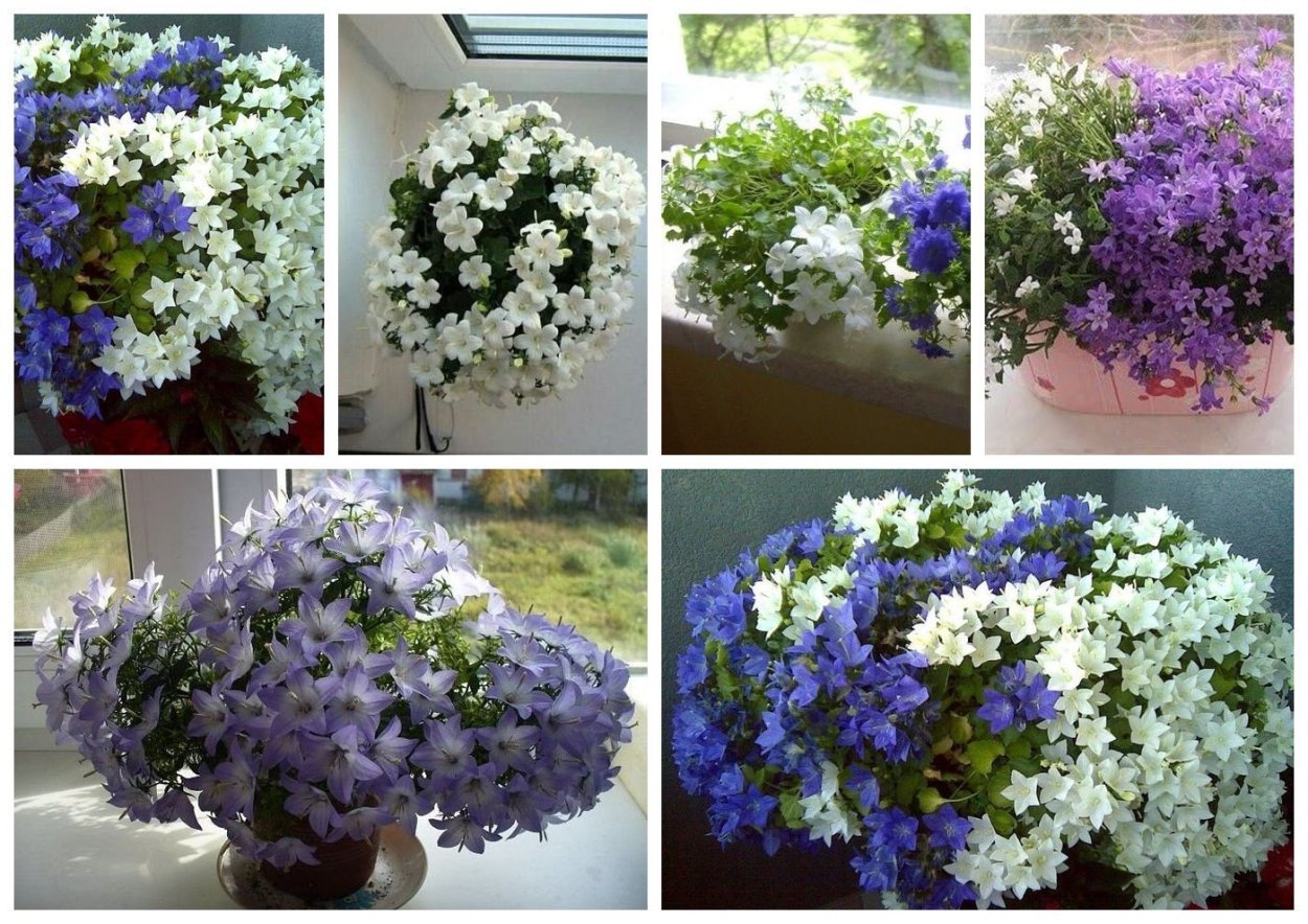 Садовый цветок невеста многолетник