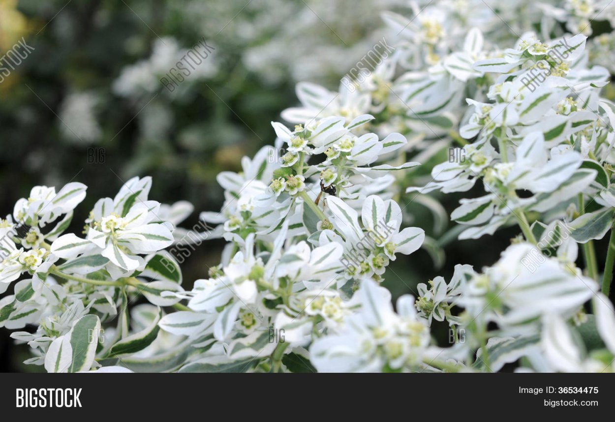 Молочай окаймленный многолетний