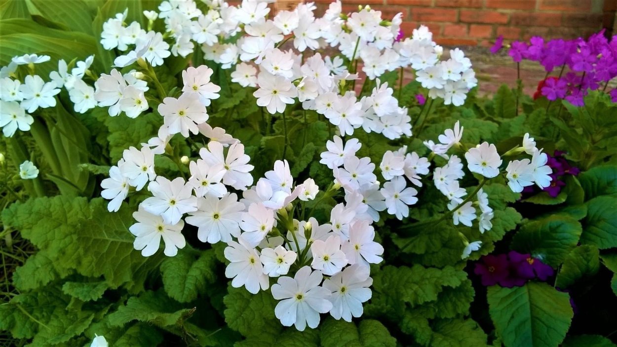 Цветок невеста садовый