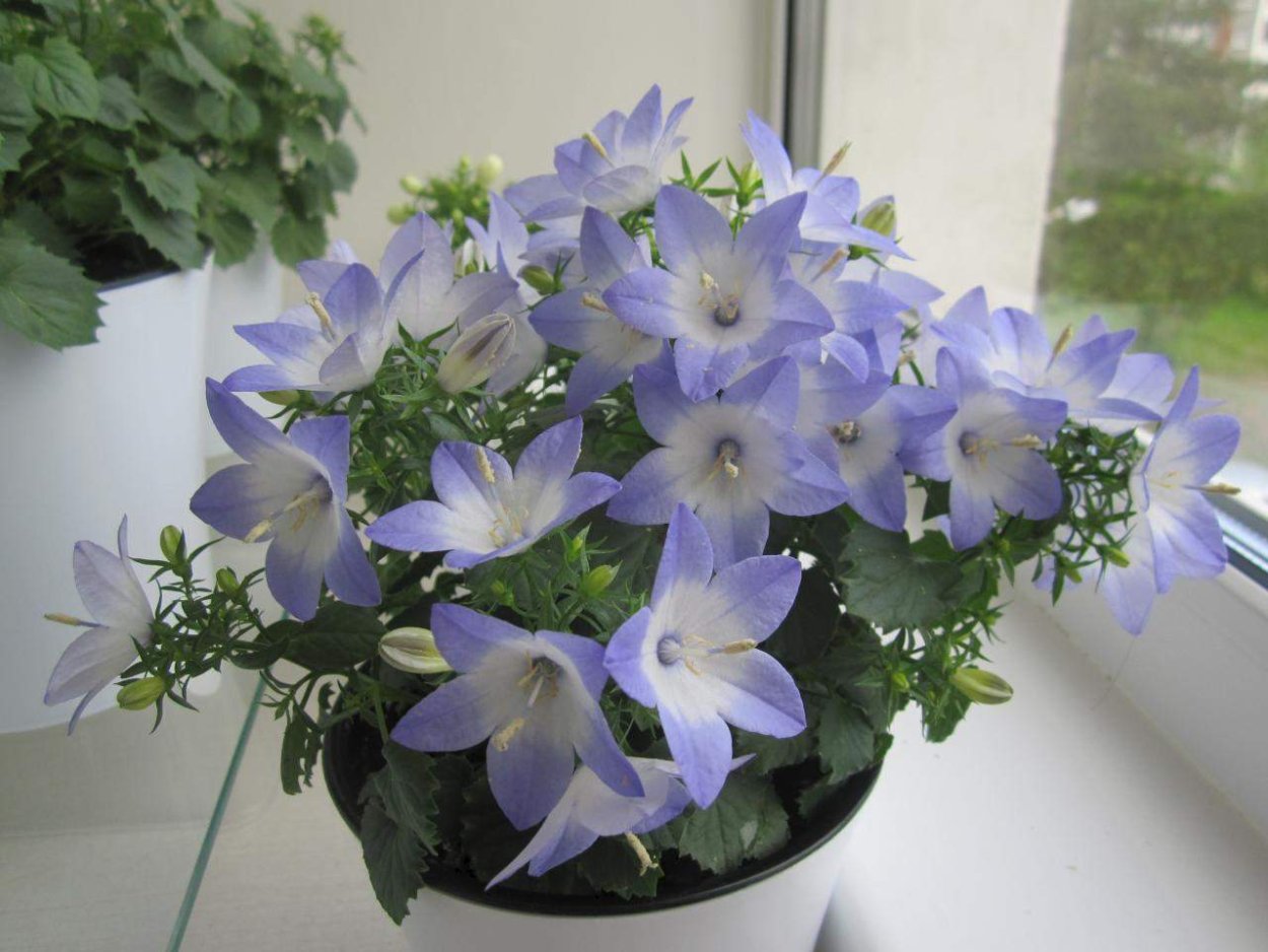 Алиссум белый ампельный