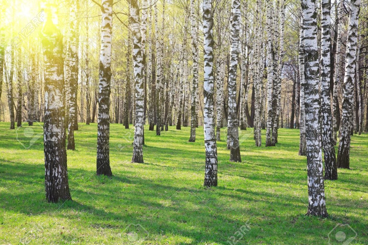 Берёзовые Рощи России