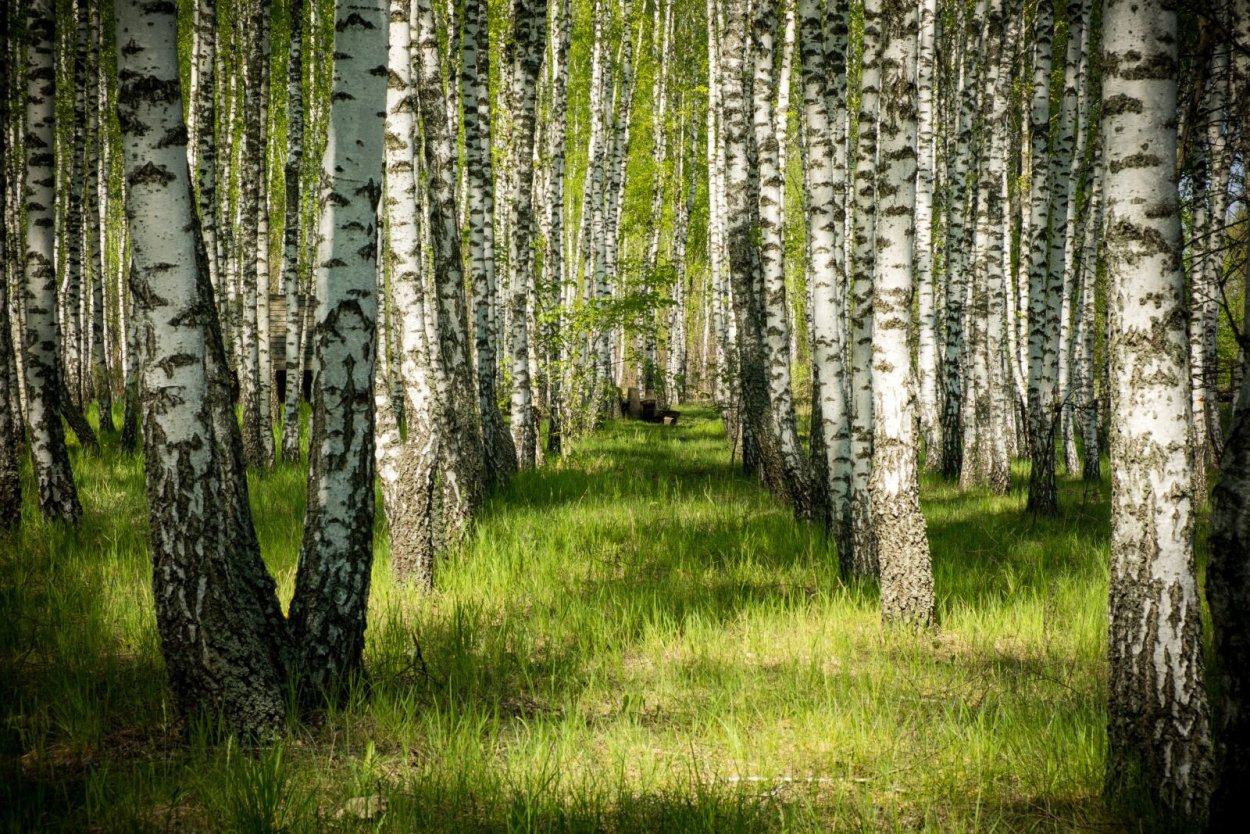 Елово березовый лес