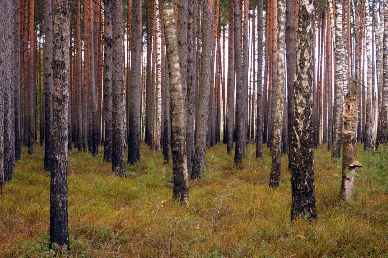 Заболоцкий Подмосковные Рощи