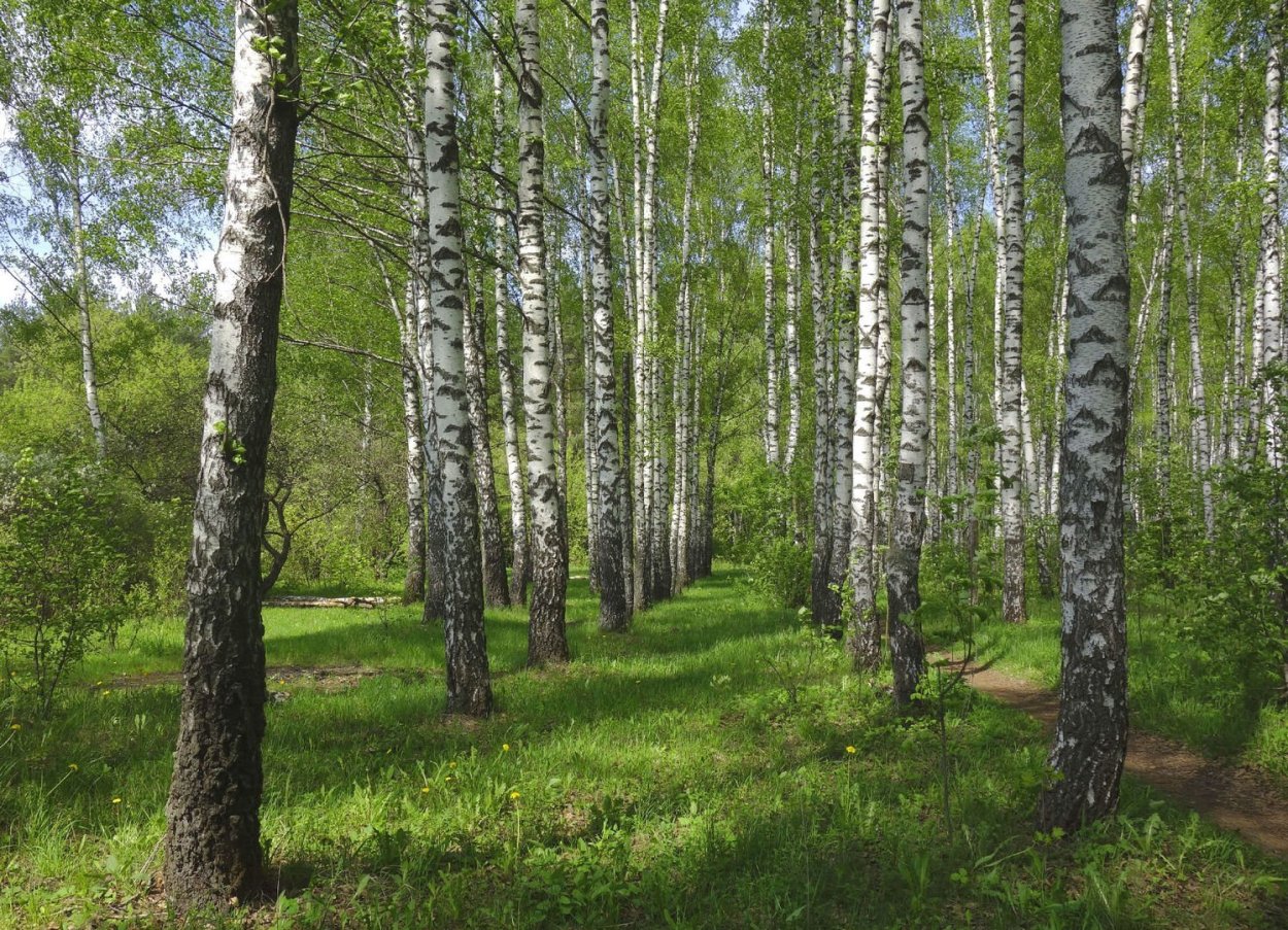 Саракташ Березовая роща