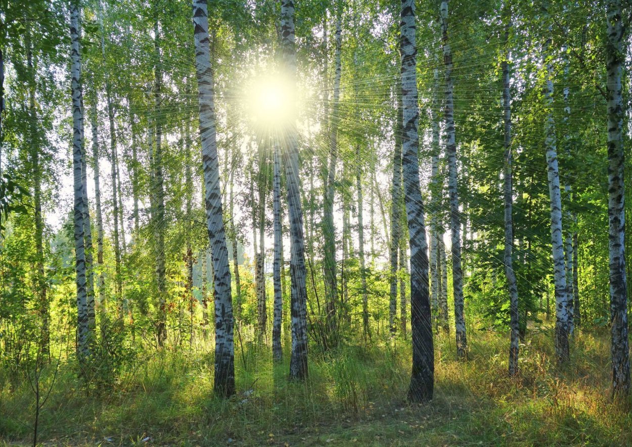 Березовая роща Кисловодск