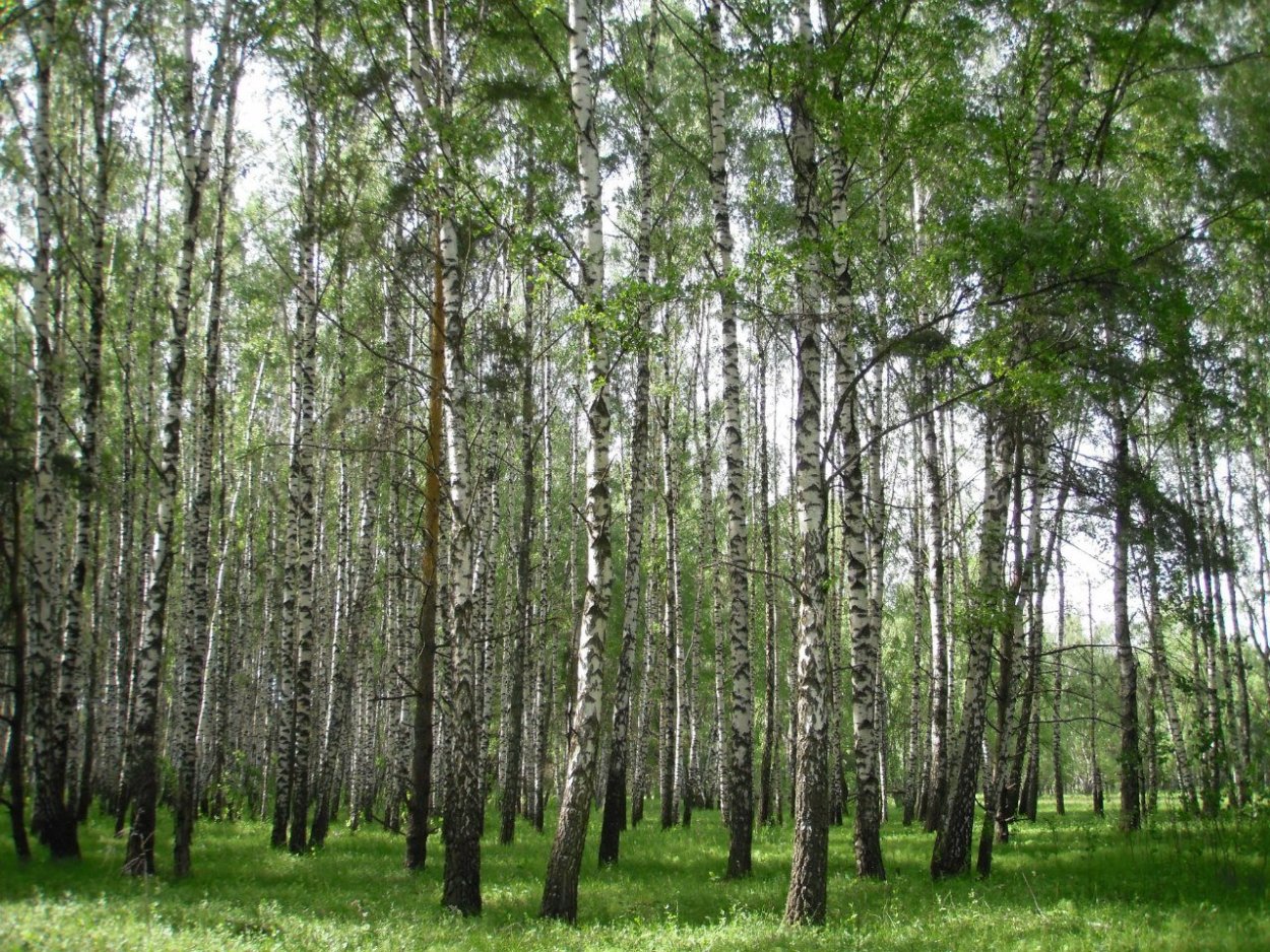 Хвойный лес Денежкин камень