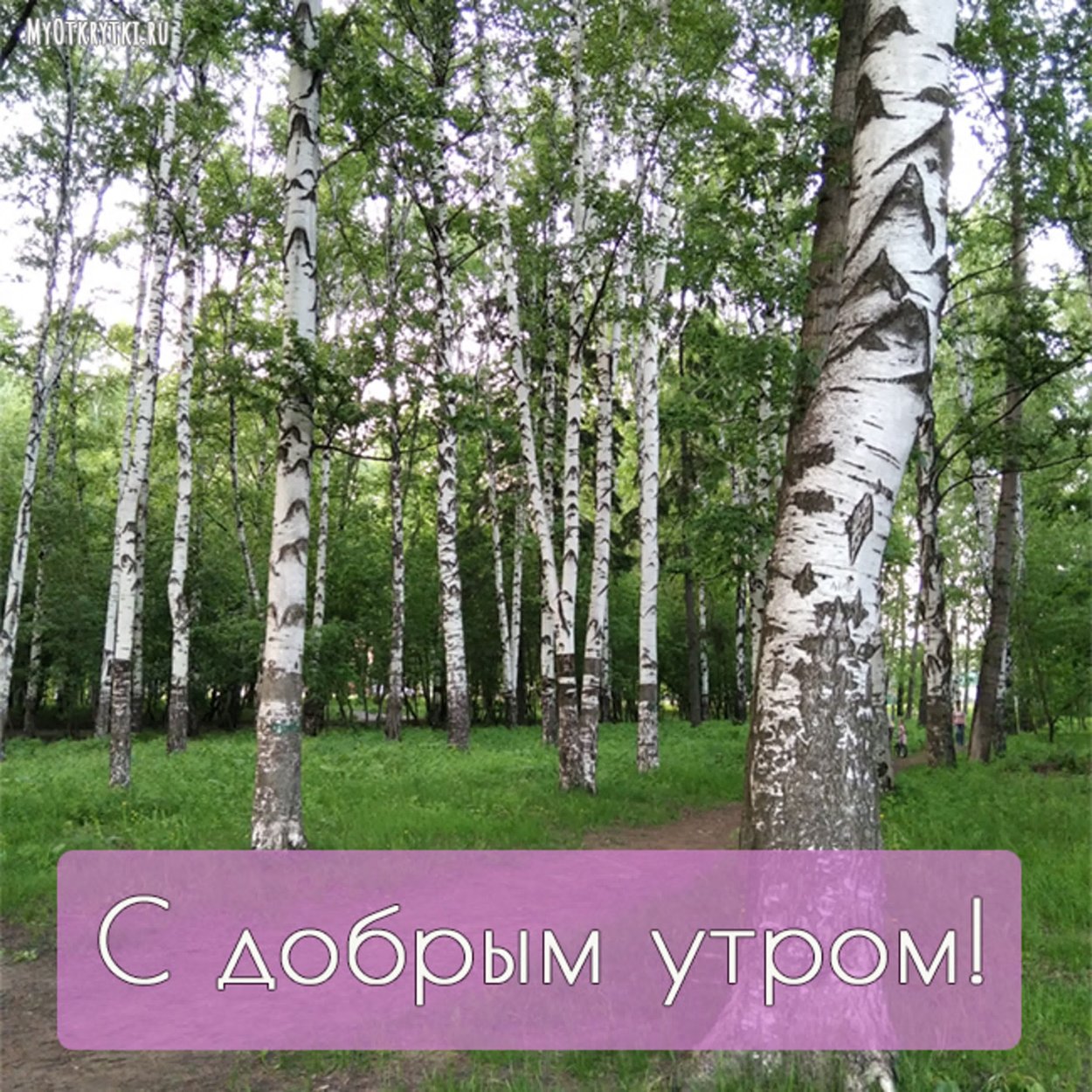 Березовая роща Рязань