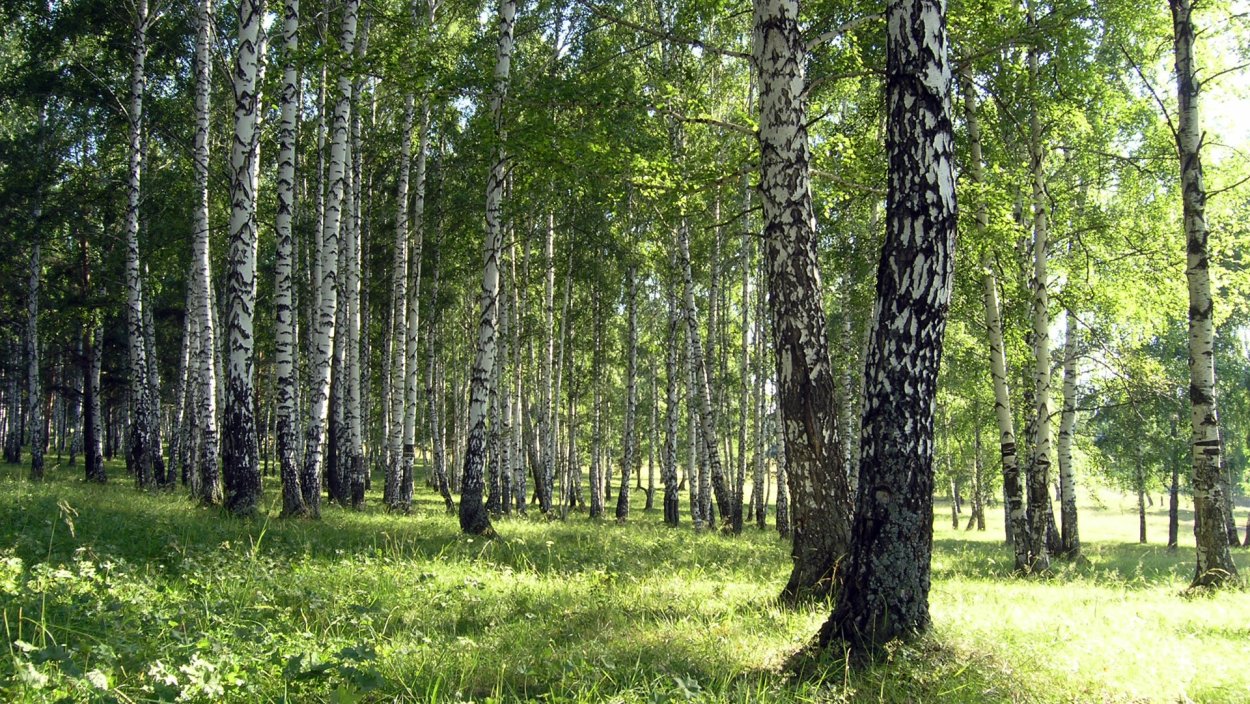 Березовая роща Кисловодск