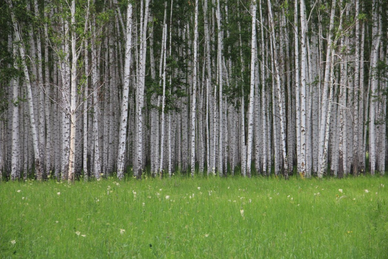 Доброе утро с березками