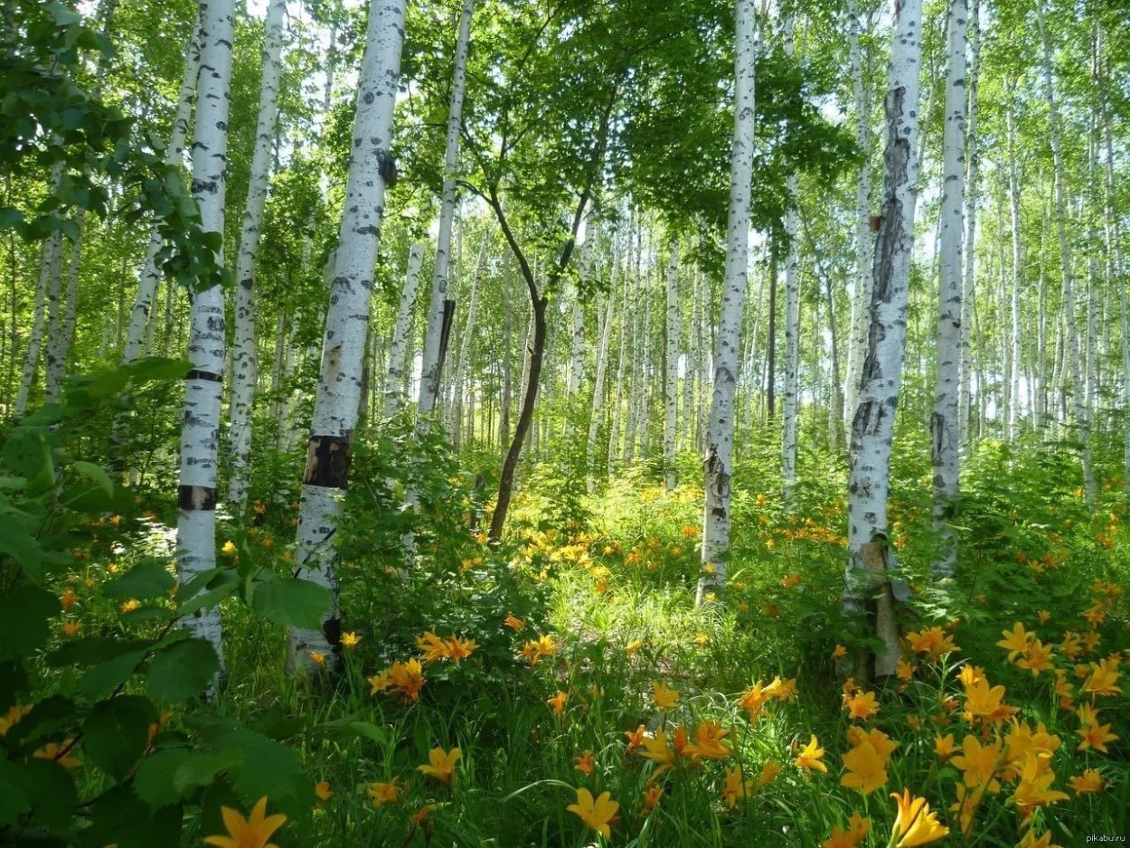 Боровое роща танцующих берез